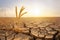Several wheat ears left on cracked soil, barren field landscape, global warming concept. Generative AI realistic illustration