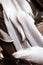 Several white and brown duck feathers on lightly blurred background in natural light