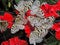 Several white butterflies on red flowers