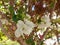 Several white flowers against a background of brown, tangled branches