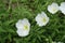 Several white flowers of Oenothera speciosa