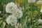 Several white flowers of perennial dutch onion, Allium hollandicu, vegetable background