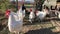 Several white hens and a black rooster walk in the aviary on a sunny day