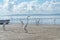 Several white herons on the edge of a beach