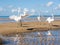 Several white herons on the edge of a beach