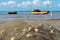 Several white herons on the edge of a beach