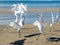 Several white herons on the edge of a beach