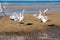 Several white herons on the edge of a beach