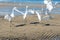 Several white herons on the edge of a beach