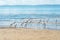 Several white herons on the edge of a beach