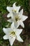 Several white lilies. Madonna lily.