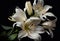 Several white lily flowers on a black background. AI Generated