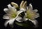 Several white lily flowers on a black background. AI Generated