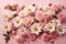 Several white and pink flowers daisies chrysanthemum. ai generative