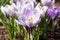 Several white and purple crocus flowers