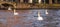 Several white swans floating on the canal waters