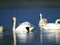 Several white swans swim on the blue waters of the river