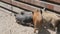 Several wild brown and hairy adolescent boars on a pig farm