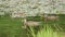 Several wild ducks swim on an overgrown pond, camera tracking