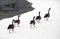 Several wild geese are walking freely on the snow-covered shore.