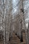 Several wooden birdhouses on birches in the spring Park