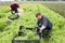 Several workers harvest green mizuna