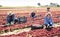Several workers harvest red lettuce
