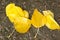 Several yellow leaves on wet asphalt