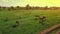 Several young beautiful horses graze in the evening on a meadow at yellow red sunset, aerial view fly around and up