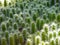 Several young cactus