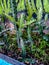 several young cactus plants next to the wall of the house