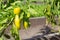 Several young peppers on a bush in the garden.