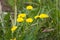 Several young yellow dandelion flowers on the green meadow