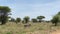 Several zebras and antelopes walk through green fields past trees in Tarangire National Park. The amazing nature of Tanzania.