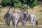 Several Zebras bonding in the grass.