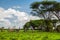 Several Zebras in the grass nature habitat, National Park of Kenya. Wildlife scene from nature in Africa