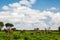 Several Zebras in the grass nature habitat, National Park of Kenya. Wildlife scene from nature in Africa