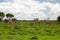 Several Zebras in the grass nature habitat, National Park of Kenya. Wildlife scene from nature in Africa