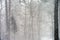 Severe blizzard in the forest. Heavy snowstorm in a mixed forest.