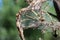 Severe caterpillar silk web infestation on a plum tree close up macro shot