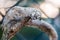 Severe caterpillar silk web infestation on a plum tree close up macro shot