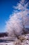 Severe cold in the winter season in the mountains. Trees full of ice