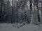 Severe dense snow-covered forest in Siberia. Giant tree trunks reach high into the sky. Landscape. Forest. Spruce. Snow. Siberia.