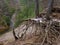 Severe Erosion along a steep ravine above a river reveal the bare root systems of pine trees in soil