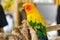 Severe Macaw Parrot,Close up The Chestnut fronted Macaw