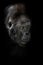 Severe male gorilla with orange eyes portrait in profile half-turned black isolated