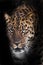 Severe serious muzzle of a leopard half-turned looks at you close-up from the night darkness