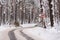 Severe winter landscape. Winding road sign in in empty curvy road in dense forest covered in snow