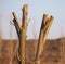 Severed branches on a tree in the park