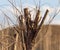 Severed branches on a tree in the park